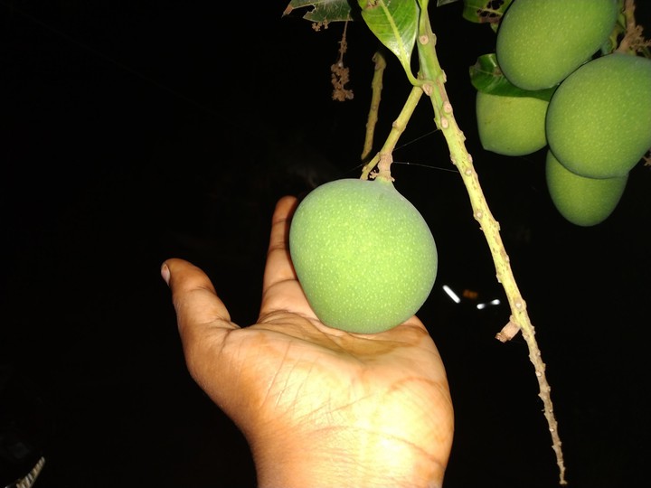 Mango