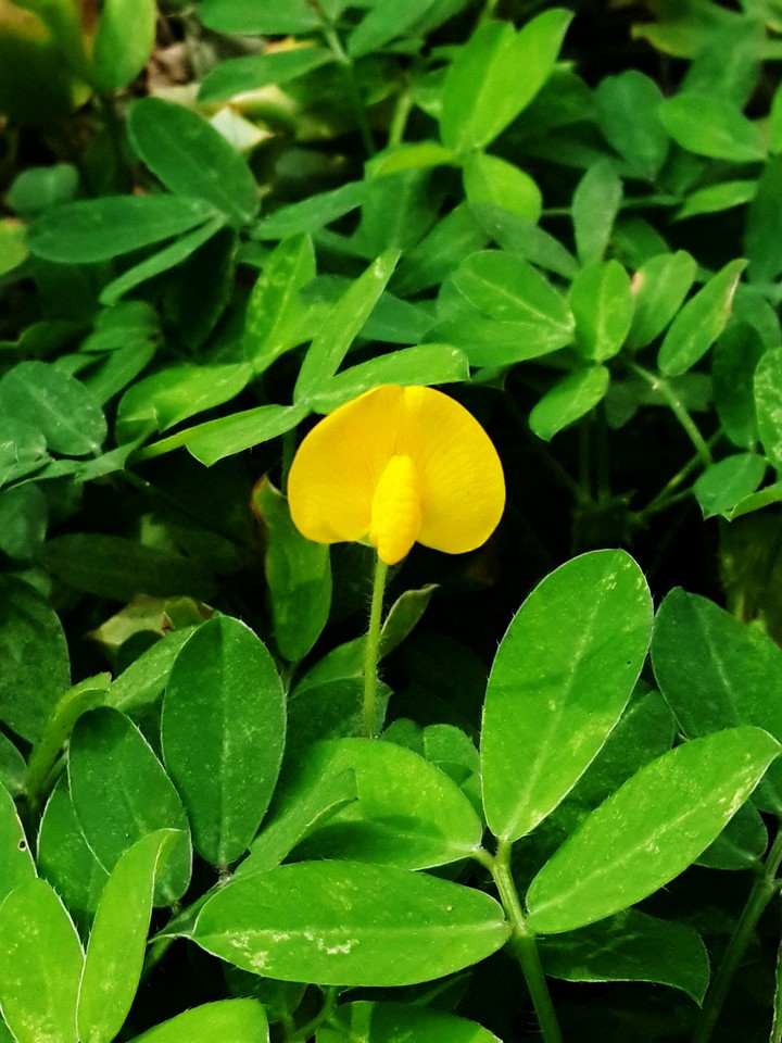 flower grass