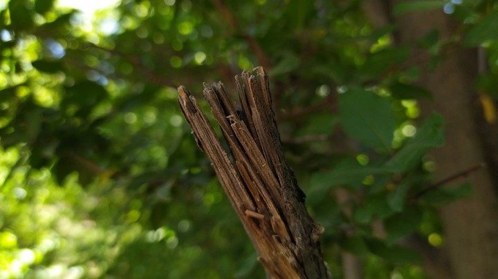 Nature
