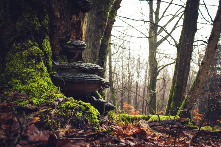 Pilz im Wald