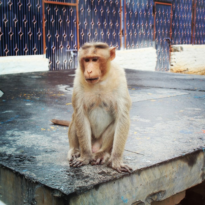 Monkey