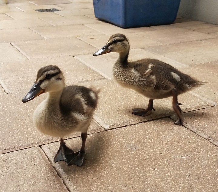 ducks
