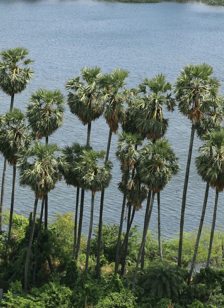 riverside trees
