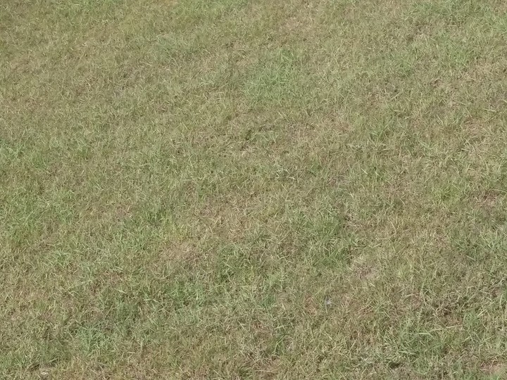 Plain Grass Field