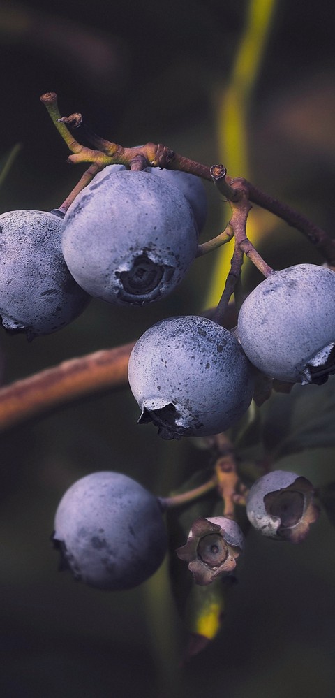 plant, fruit wallpapers