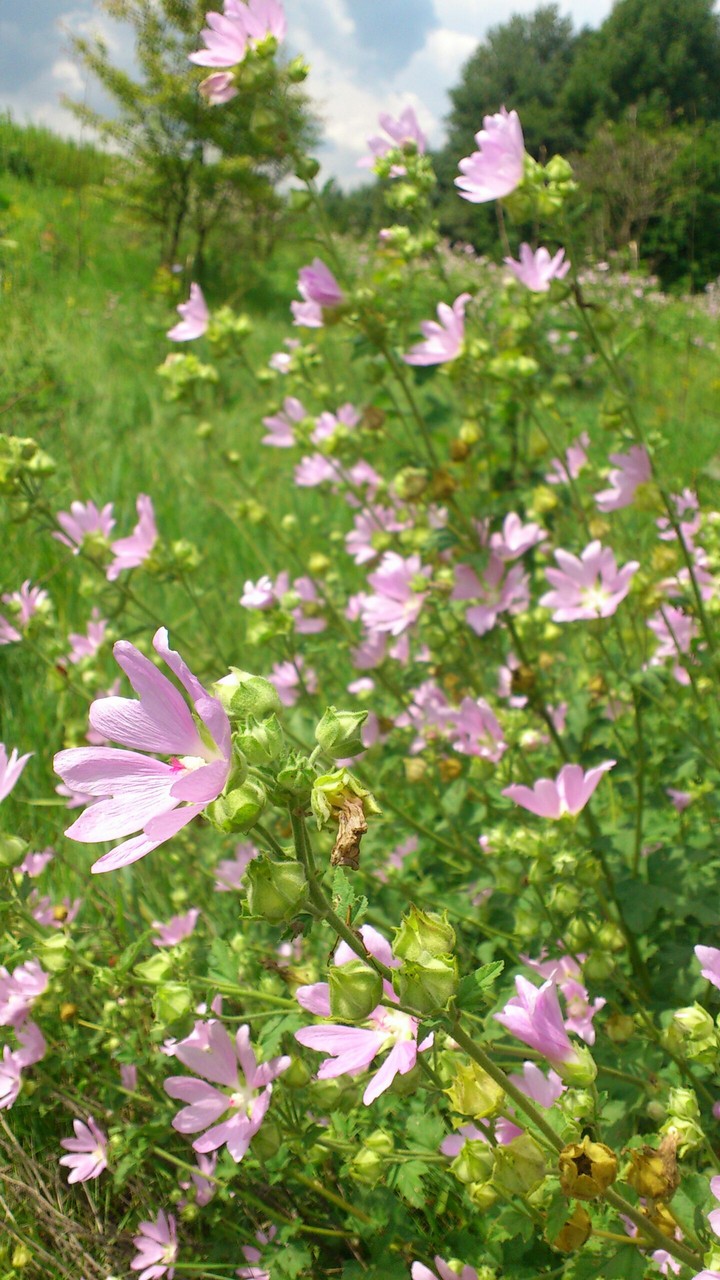 Flowers,Ukraine