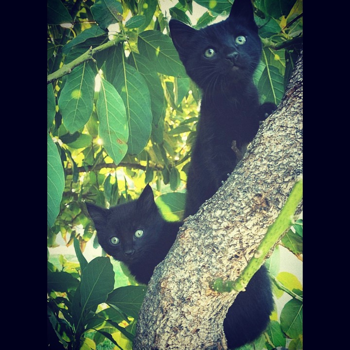 Black kittens