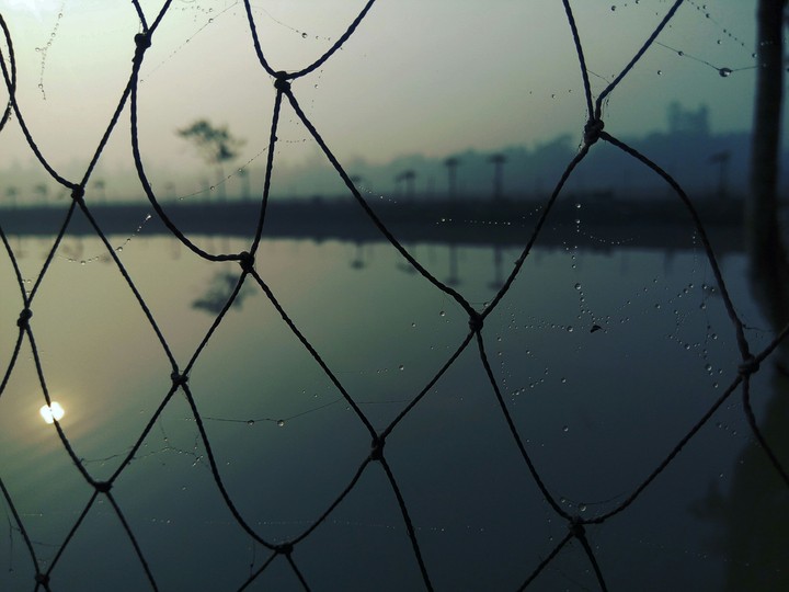 spider net