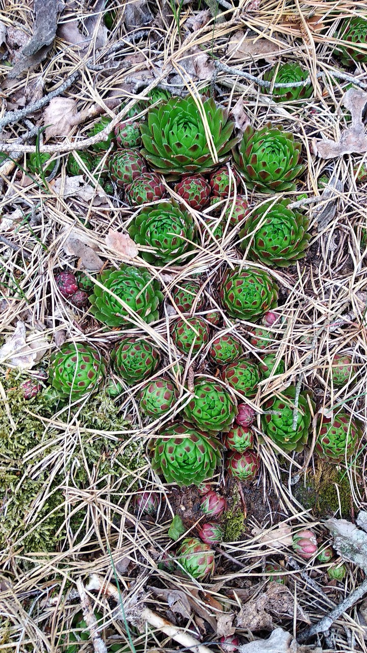 Forest plants