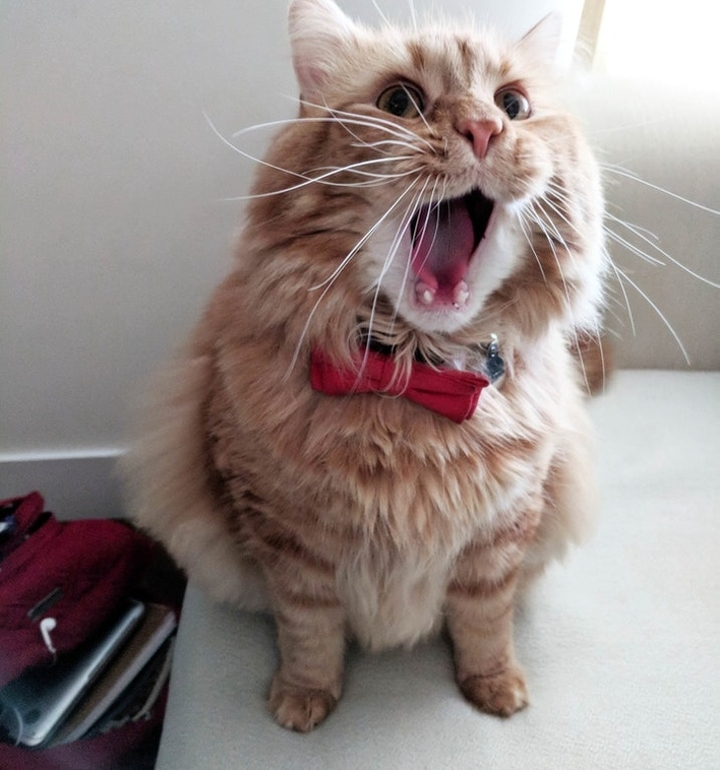Meeeeooooowwww