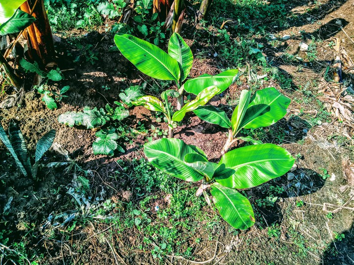 banana plant