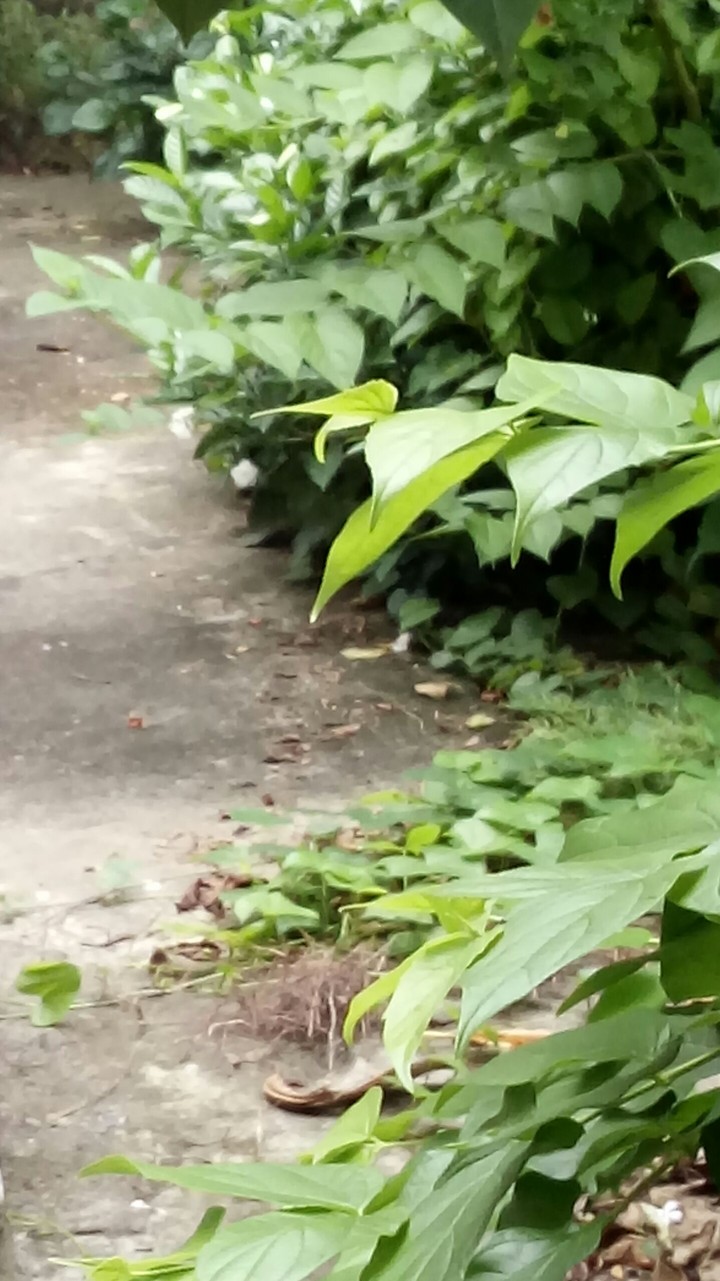 leaves