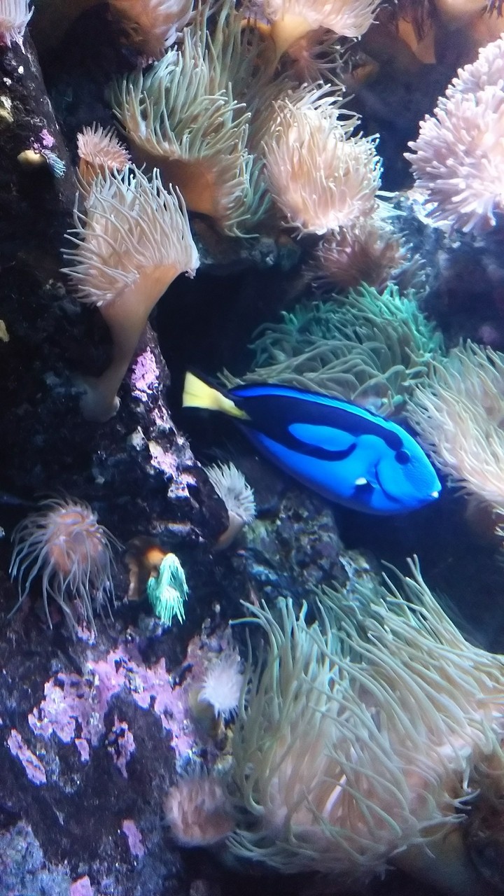 sealife