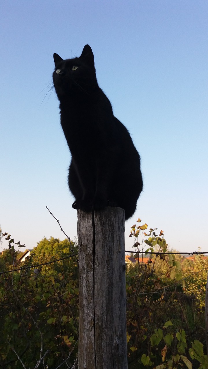 Cat looking through Nature