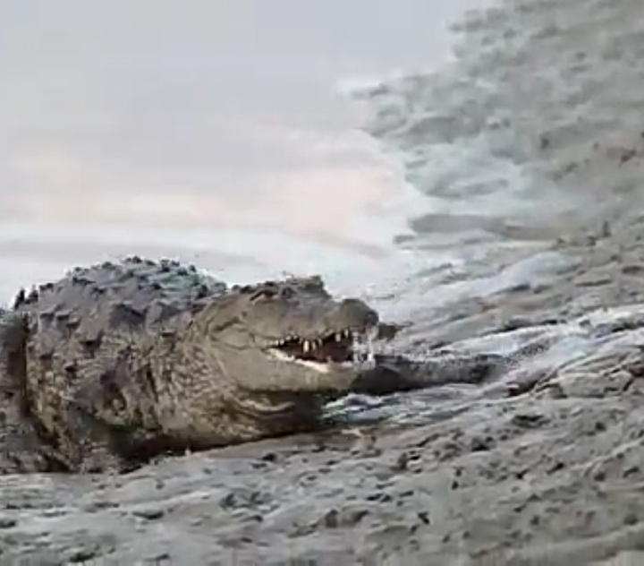 crocodile
