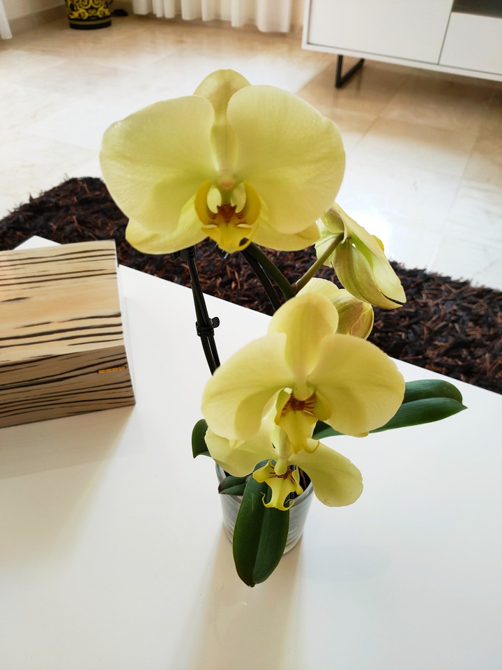orchid