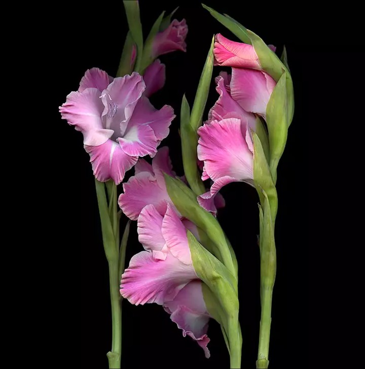 gladiola