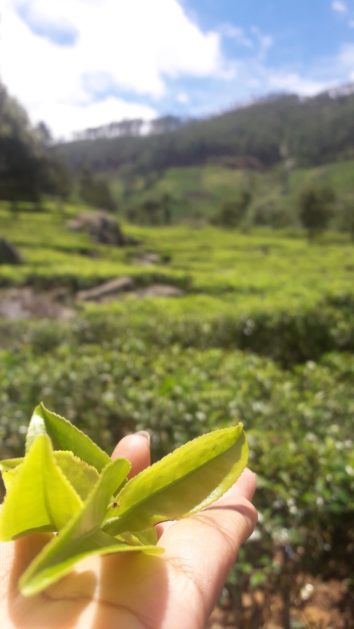ceylon tea?