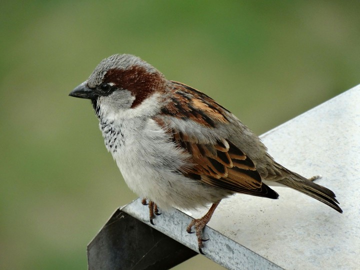 Sparrow