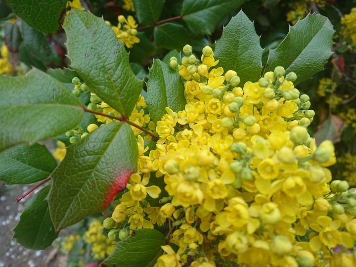 mahonia