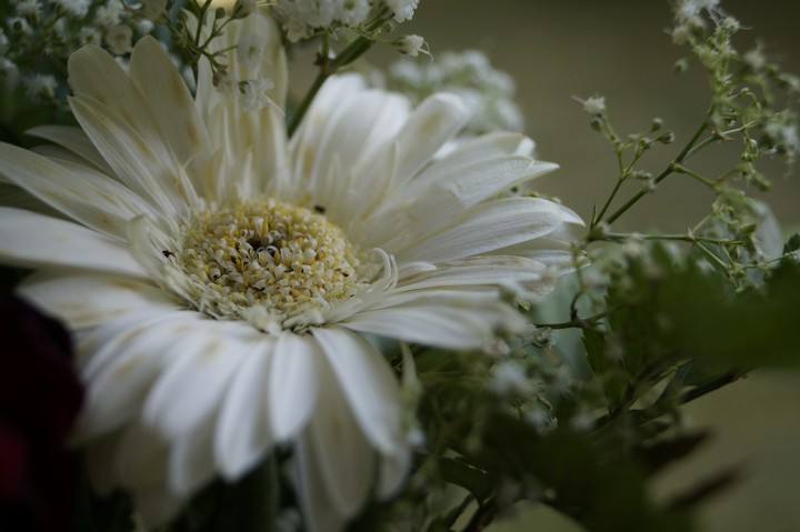 white gerbera