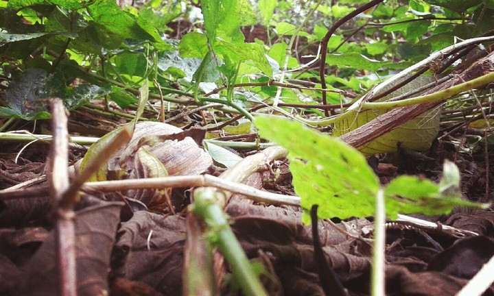 Garden snail