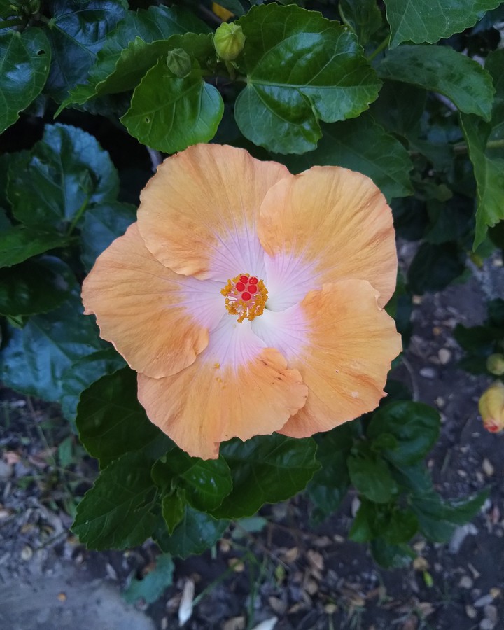 flor naranja