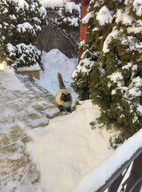 cat