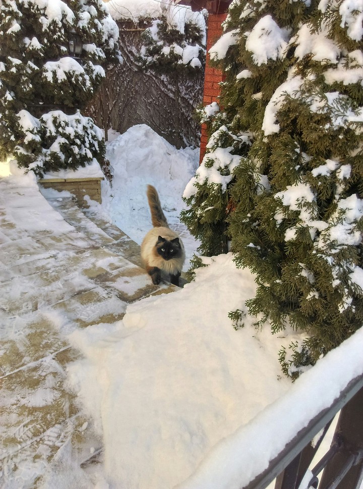 cat
