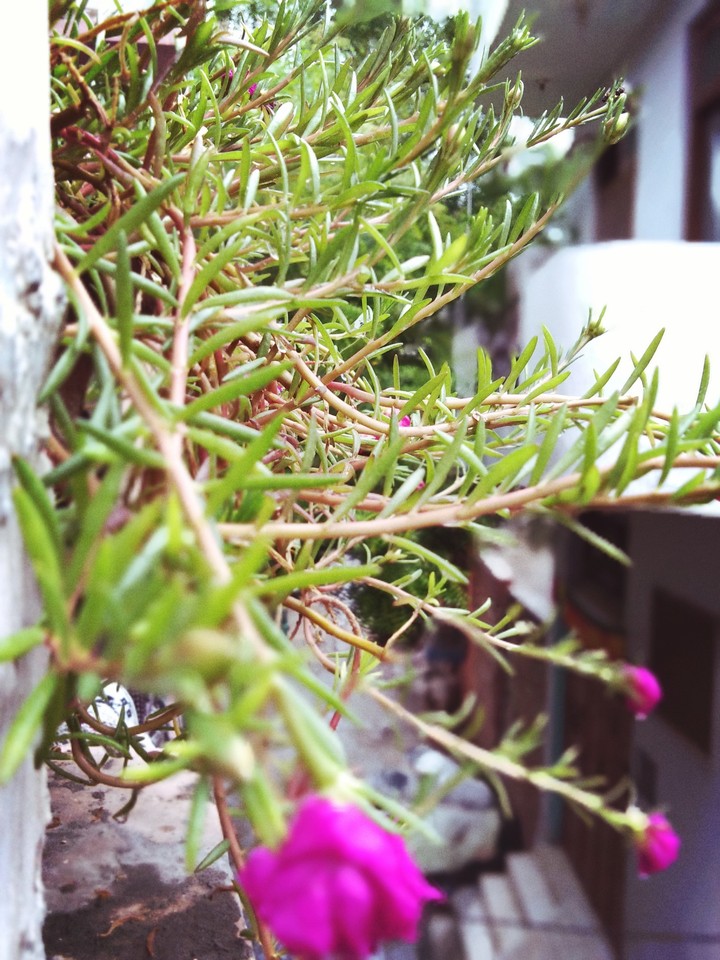 greenery