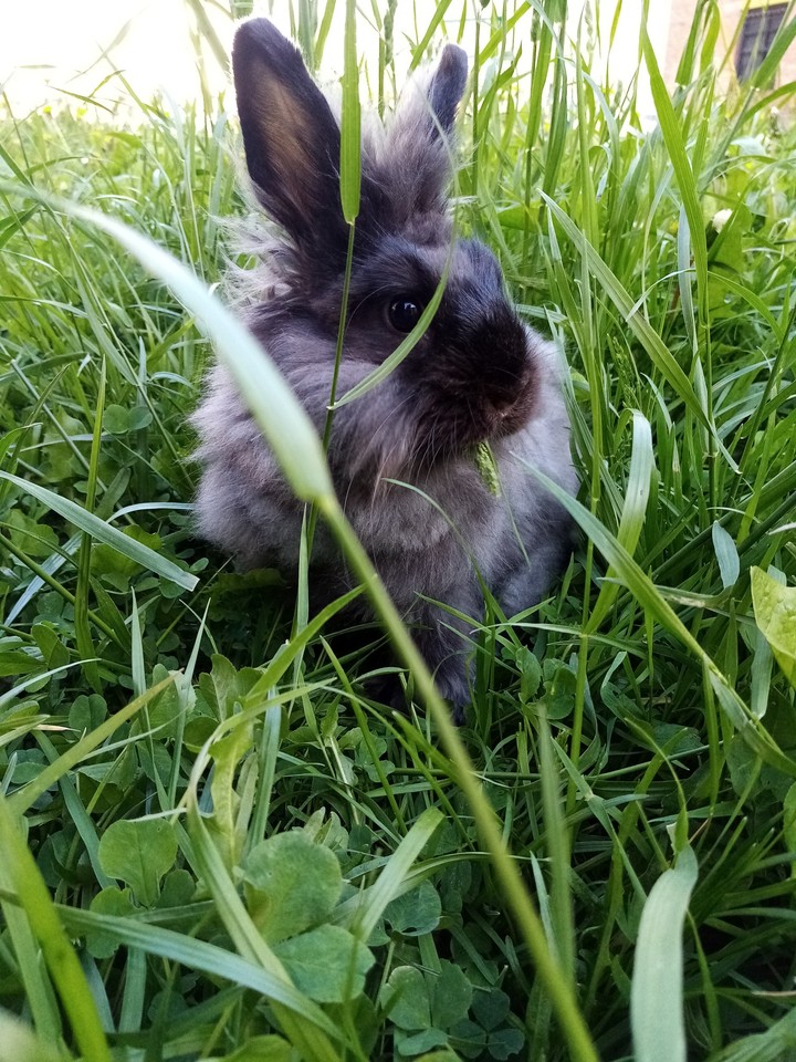 Rabbit