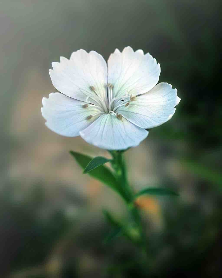 White flower