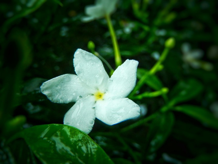 Flower