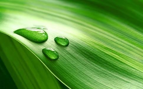 Dew drops