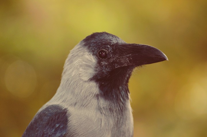 Raven