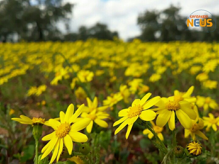 marathurma