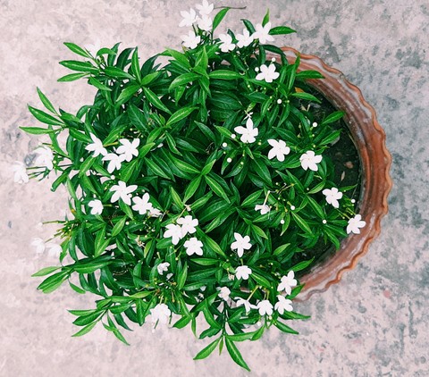 ?green leaf White ster flower