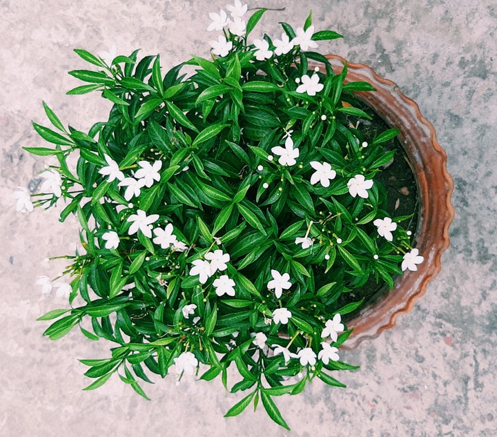 ?green leaf White ster flower