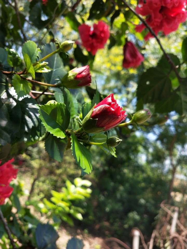 flowers