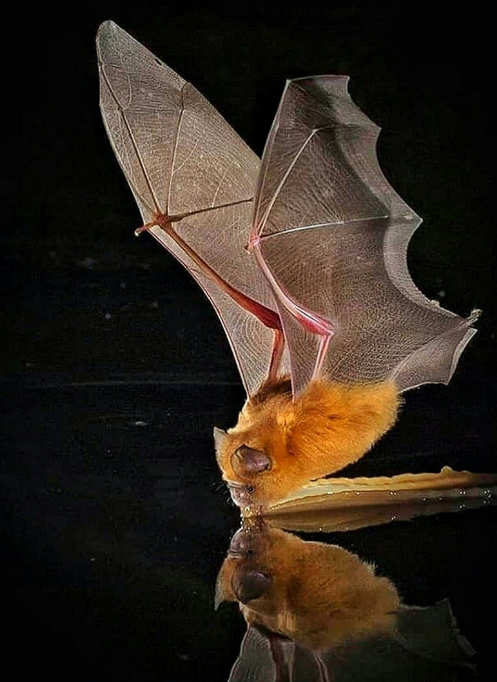 A Drink on the Wing j