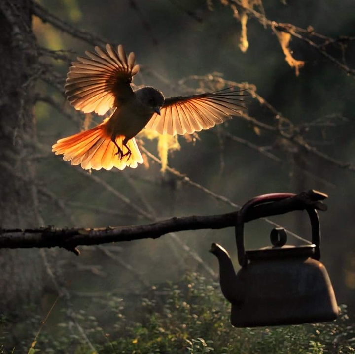 nice shot