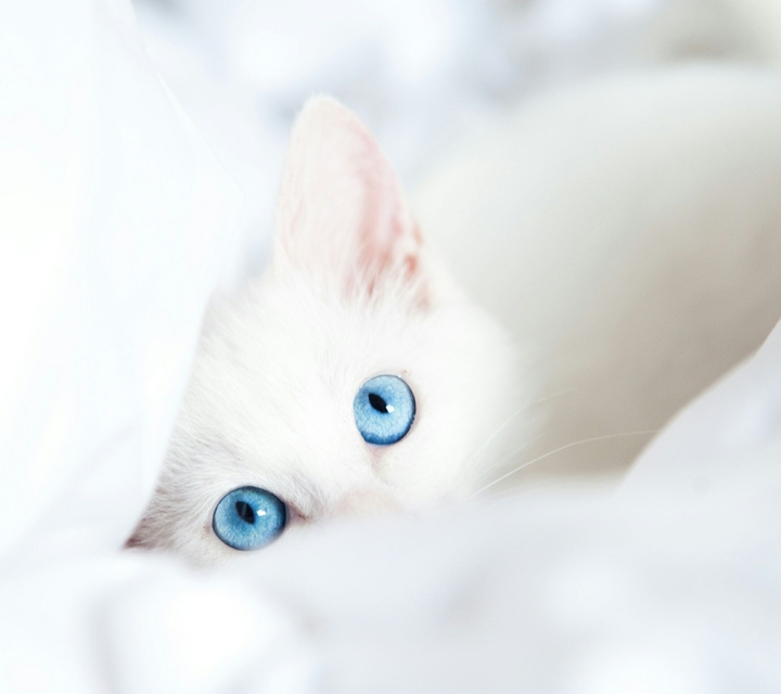 White Cat With Blue Eyes