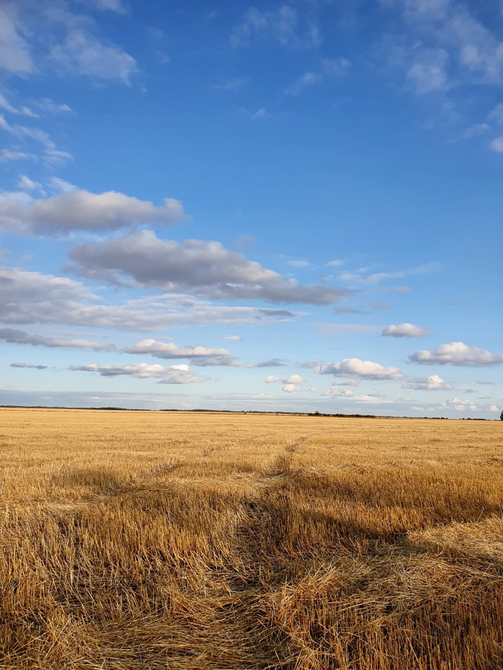 sky and field in russia