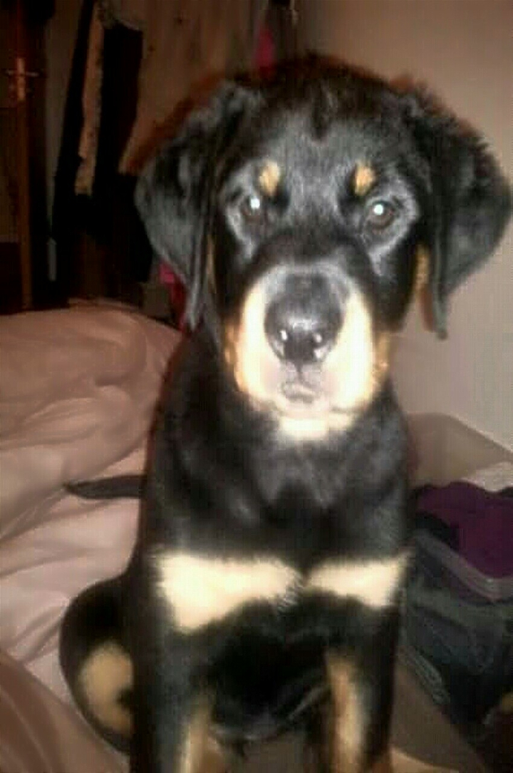 roxy