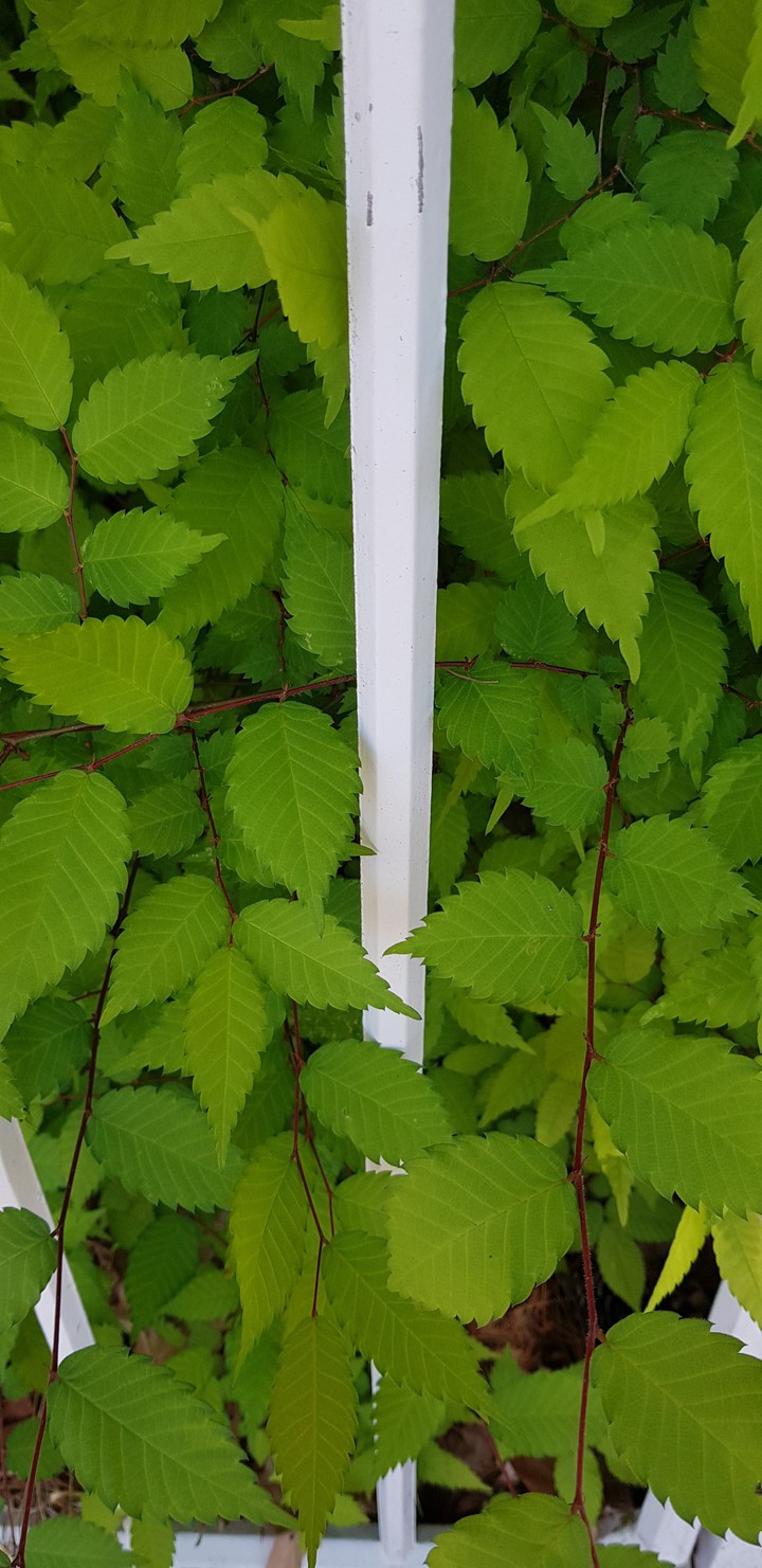 완벽한 연두색
