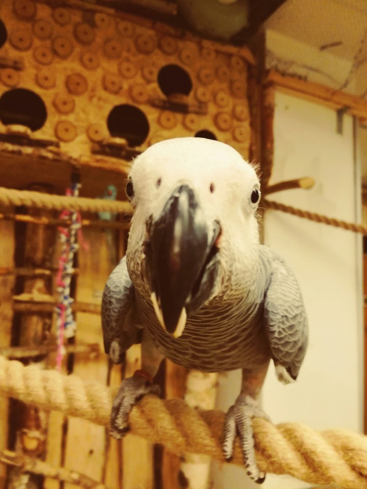 papugi