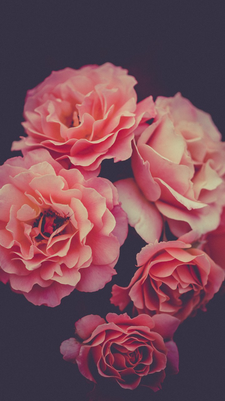 pink roses