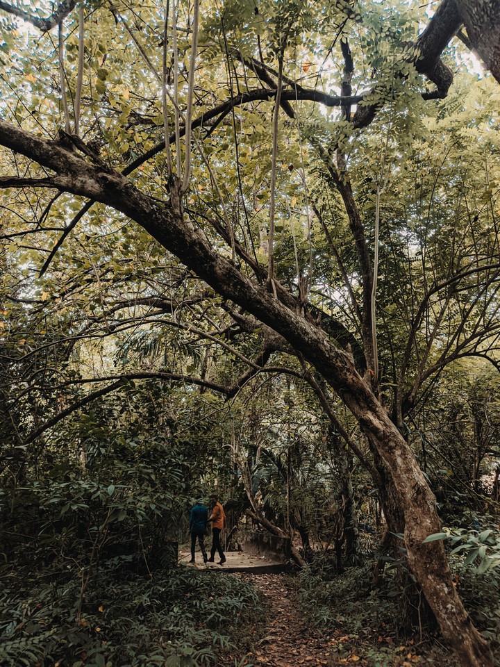 Into the wild?️