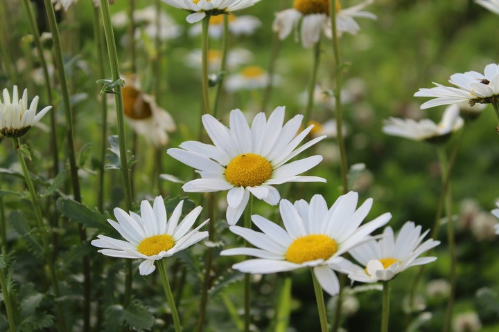 beautiful flowers