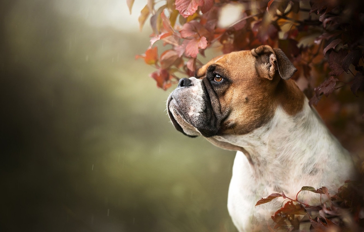 dog